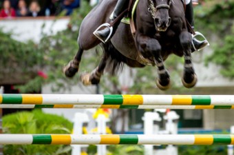 O cavalo e a humanidade: Como os equinos ajudaram na construção da história